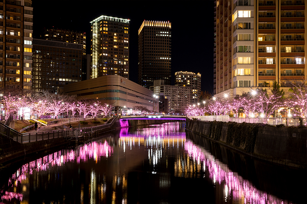 過去の開花風景