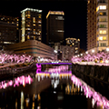 過去の開花風景