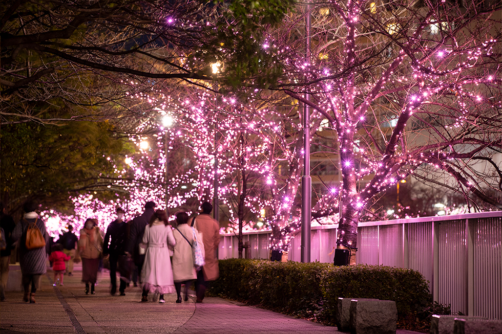 過去の開花風景