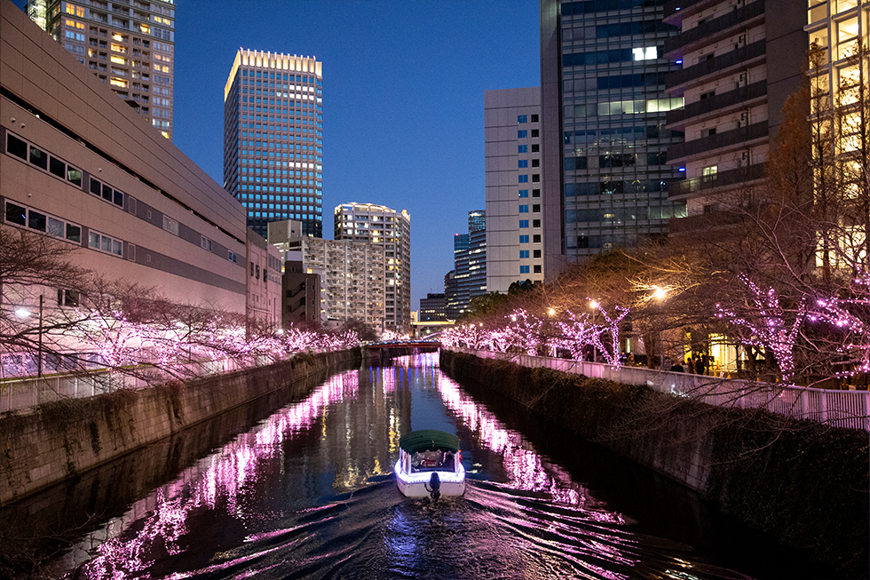 過去の開花風景