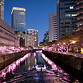 過去の開花風景