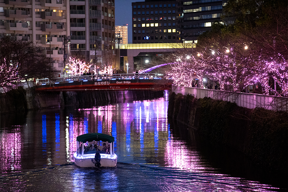 過去の開花風景