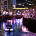 過去の開花風景