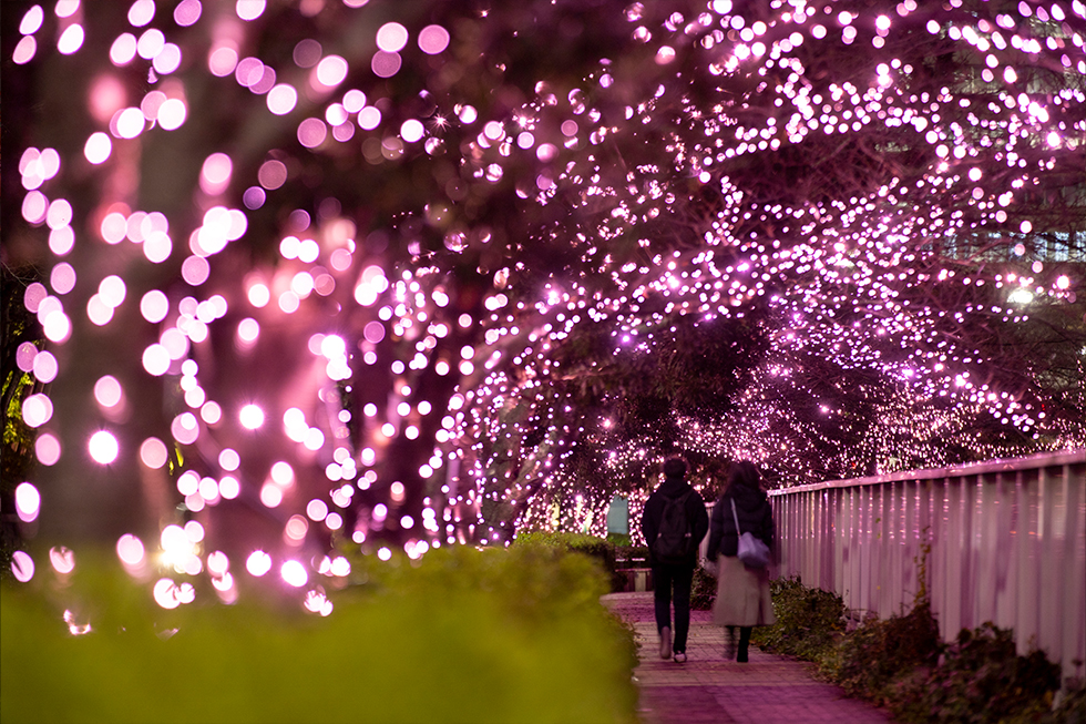 過去の開花風景