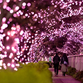 過去の開花風景