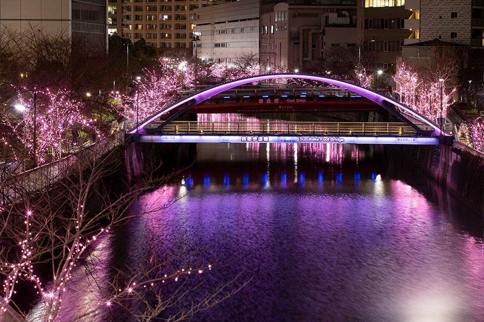 過去の開花風景