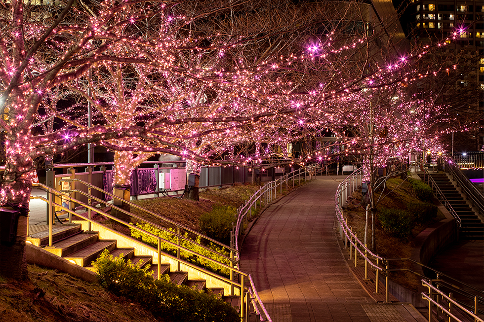 過去の開花風景