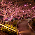 過去の開花風景